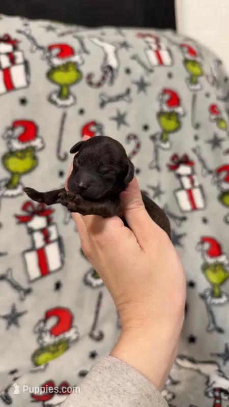 Forest sable AKC genetic tested  – Poodle - Toy  puppy for sale in Langdon, ND