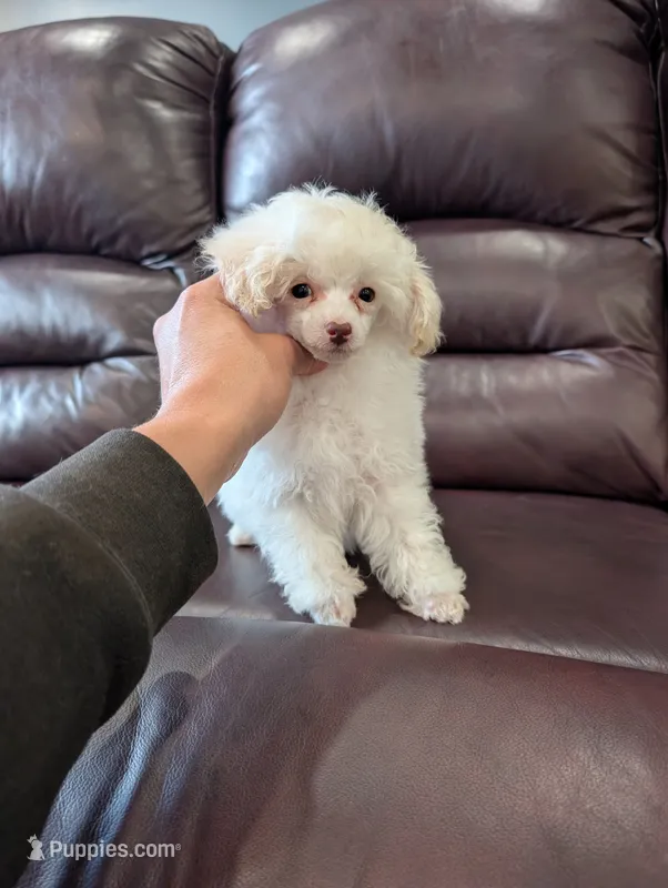 Lipton – Poodle - Toy  puppy for sale in Fargo, ND