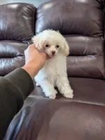 Lipton, a male Poodle - Toy  for sale in Fargo, ND – 1 of 4