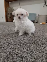 Tink, a female Poodle - Toy  for sale in Fargo, ND – 2 of 3