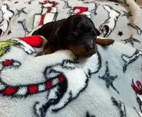 Ridge, health tested AKC phantom , a male Poodle - Toy  for sale in Langdon, ND – 4 of 6