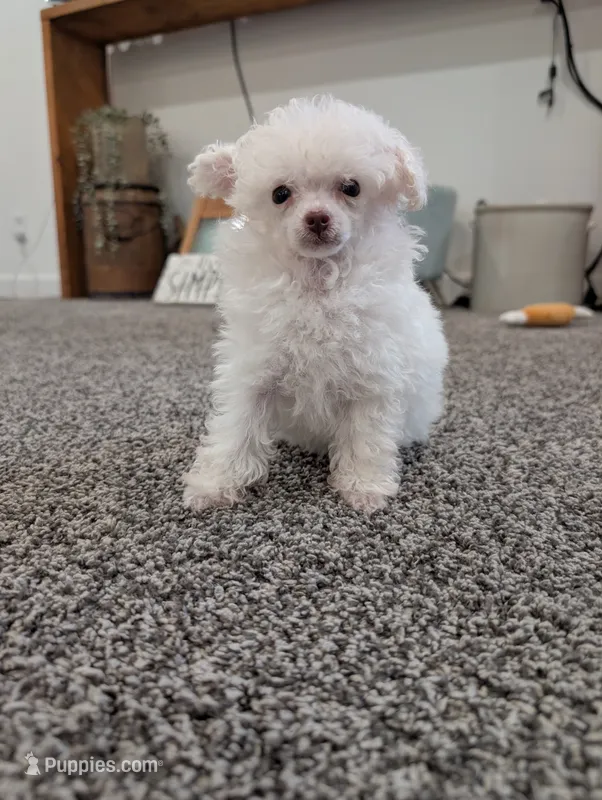 Tink – Poodle - Toy  puppy for sale in Fargo, ND