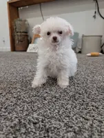 Tink, a female Poodle - Toy  for sale in Fargo, ND – 1 of 3