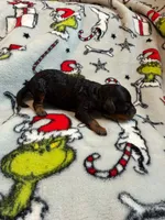 Ridge, health tested AKC phantom , a male Poodle - Toy  for sale in Langdon, ND – 3 of 6