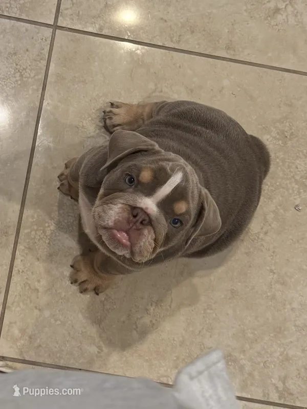 Chunks – English Bulldog puppy for sale in Oakdale, CA