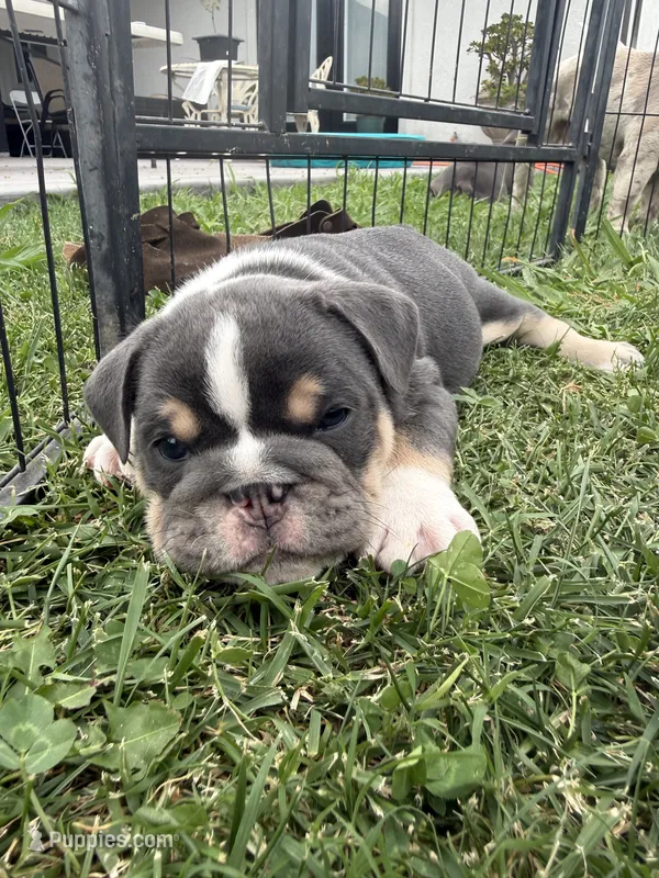 Kovu  – English Bulldog puppy for sale in Oakdale, CA