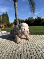 Bruno, a male English Bulldog for sale in Oakdale, CA – 2 of 2