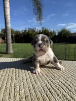 Rocco, a male English Bulldog for sale in Oakdale, CA – 2 of 3