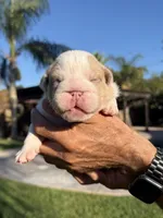 Gus, a male English Bulldog for sale in Oakdale, CA – 3 of 3