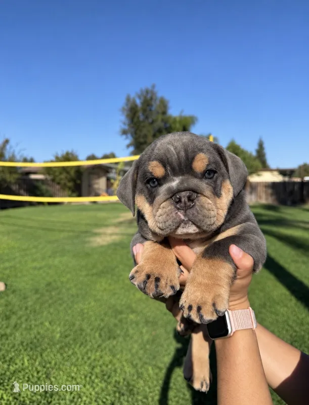 Bear – English Bulldog puppy for sale in Oakdale, CA