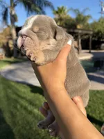 Kenai , a male English Bulldog for sale in Oakdale, CA – 2 of 2