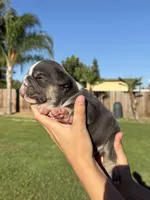 Kovu , a male English Bulldog for sale in Oakdale, CA – 2 of 2