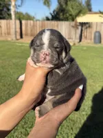 Kovu , a male English Bulldog for sale in Oakdale, CA – 1 of 2