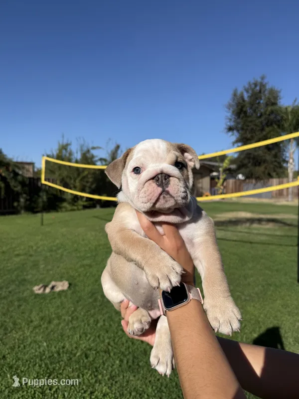 Bruno – English Bulldog puppy for sale in Oakdale, CA