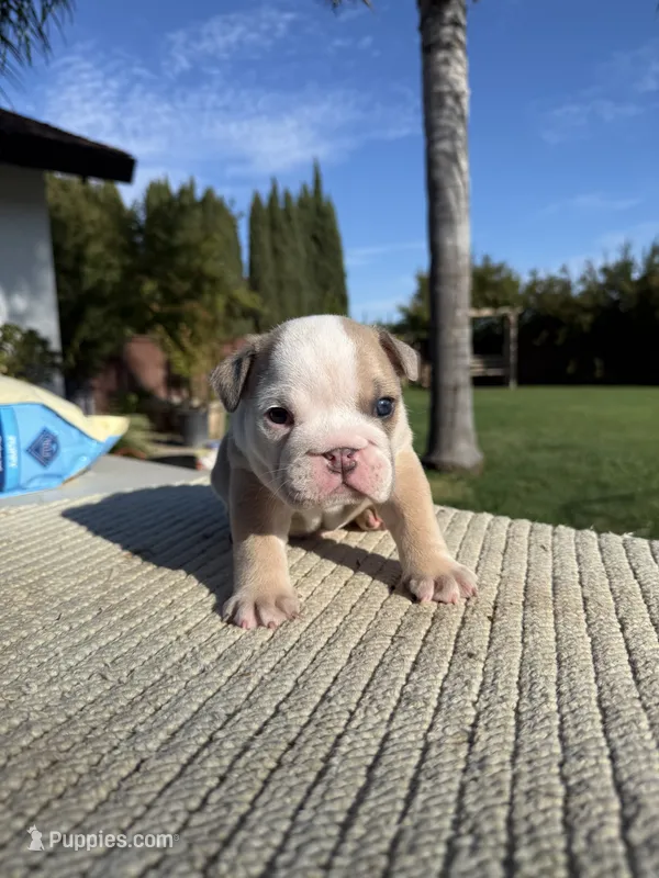 Bruno – English Bulldog puppy for sale in Oakdale, CA