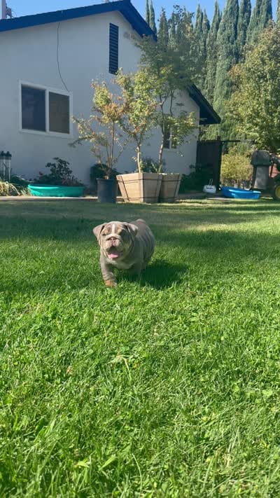 Chunks, a male English Bulldog for sale in Oakdale, CA – 4 of 5