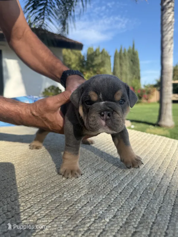 Bear – English Bulldog puppy for sale in Oakdale, CA