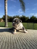 Rocco, a male English Bulldog for sale in Oakdale, CA – 3 of 3
