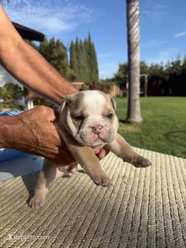 Teddy – English Bulldog puppy for sale in Oakdale, CA