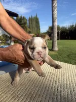 Teddy, a male English Bulldog for sale in Oakdale, CA – 1 of 2