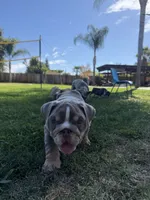 Chunks, a male English Bulldog for sale in Oakdale, CA – 2 of 5