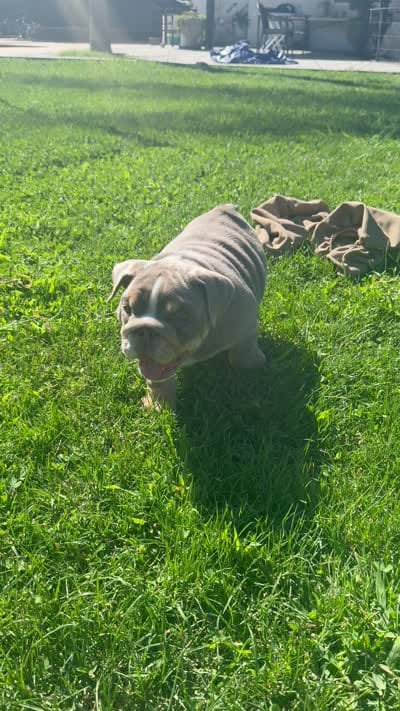 Chunks, a male English Bulldog for sale in Oakdale, CA – 3 of 5