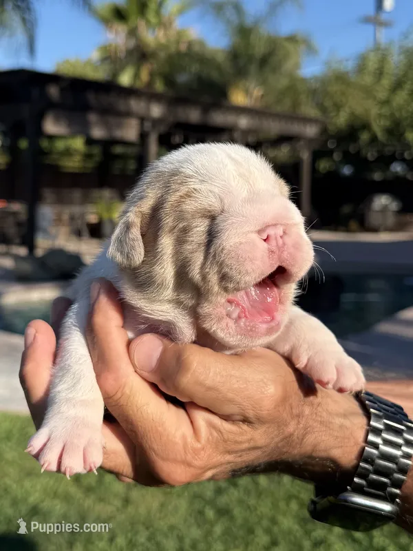 Gus – English Bulldog puppy for sale in Oakdale, CA