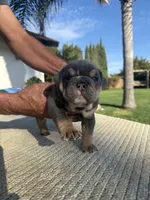 Bear, a male English Bulldog for sale in Oakdale, CA – 2 of 2