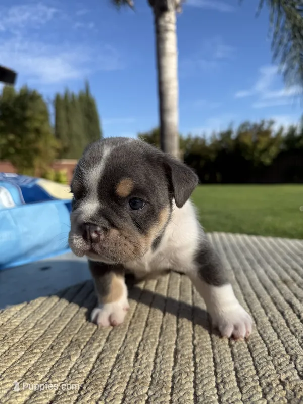 Rocco – English Bulldog puppy for sale in Oakdale, CA