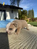 Teddy, a male English Bulldog for sale in Oakdale, CA – 2 of 2