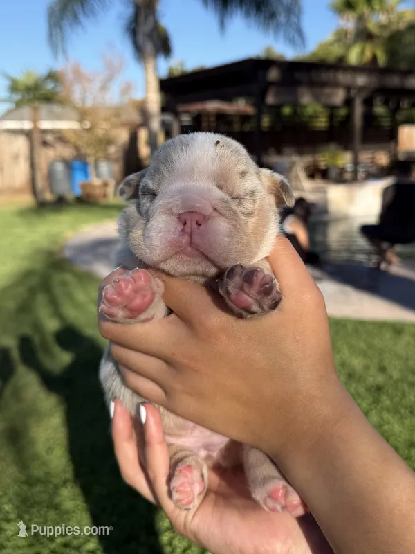 Winnie – English Bulldog puppy for sale in Oakdale, CA