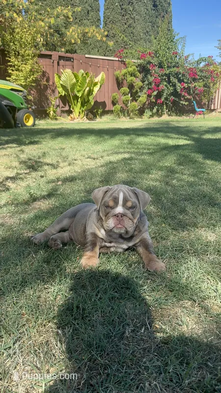 Chunks – English Bulldog puppy for sale in Oakdale, CA