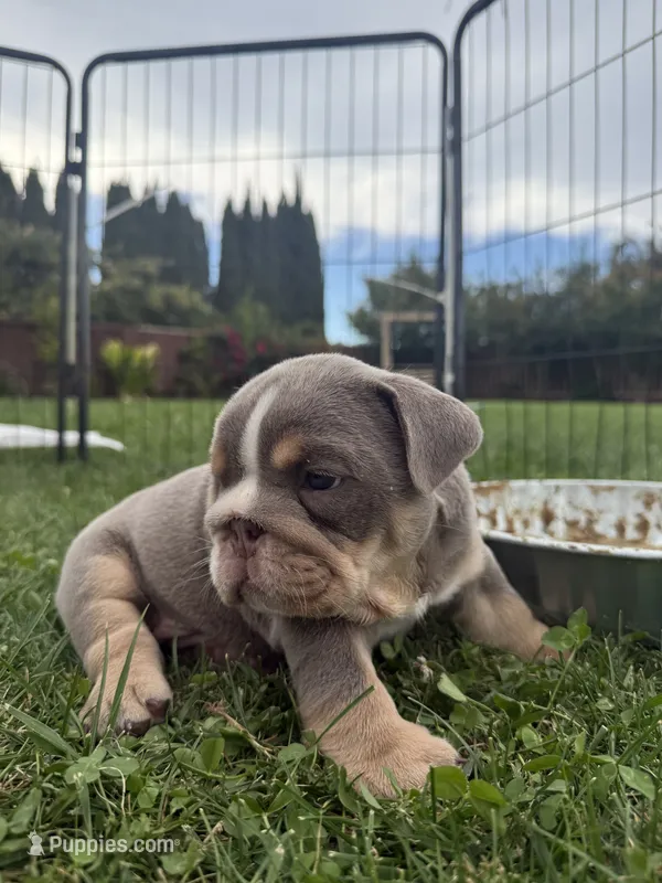 Kenai  – English Bulldog puppy for sale in Oakdale, CA