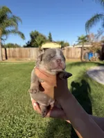 Kenai , a male English Bulldog for sale in Oakdale, CA – 1 of 2