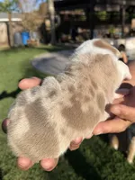Gus, a male English Bulldog for sale in Oakdale, CA – 2 of 3