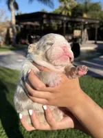 Winnie, a female English Bulldog for sale in Oakdale, CA – 2 of 3