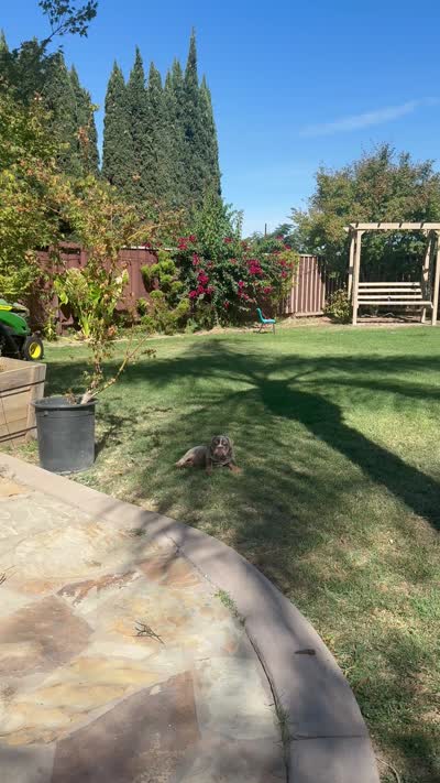Chunks, a male English Bulldog for sale in Oakdale, CA – 5 of 5
