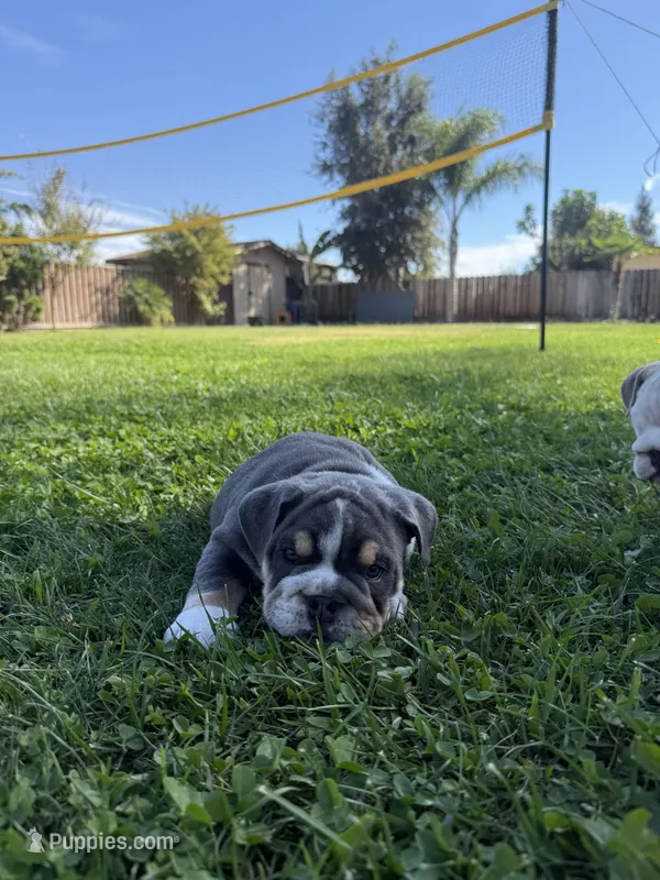 Rocco – English Bulldog puppy for sale in Oakdale, CA