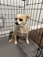 Lola , a female Chihuahua and Yorkshire Terrier for sale in Duluth, GA – Photo 2 of 3