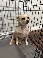 Lola , a female Chihuahua and Yorkshire Terrier for sale in Duluth, GA – Photo 3 of 3