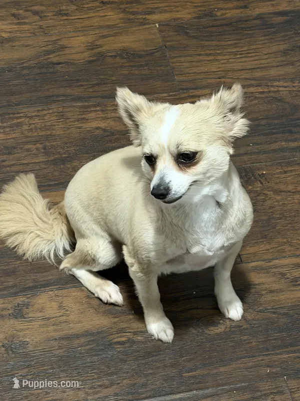 Lola  – Chihuahua, Yorkshire Terrier puppy for sale in Duluth, GA