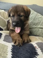 Green, a male German Shepherd Dog for sale in Doral, FL – Photo 3 of 3