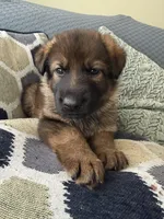 Green, a male German Shepherd Dog for sale in Doral, FL – Photo 1 of 3