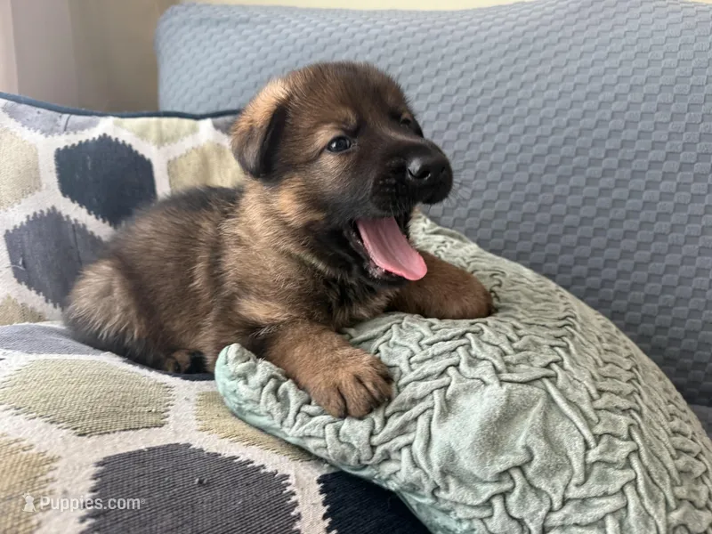 yellow, a male German Shepherd Dog for sale in Doral, FL – Photo 1 of 3