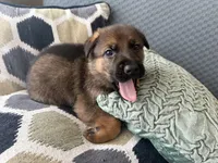 yellow, a male German Shepherd Dog for sale in Doral, FL – Photo 3 of 3