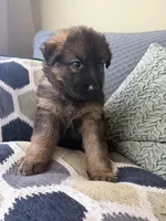 Pink, a female German Shepherd Dog for sale in Doral, FL – Photo 2 of 2