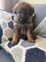 Gray, a female German Shepherd Dog for sale in Doral, FL – Photo 2 of 2