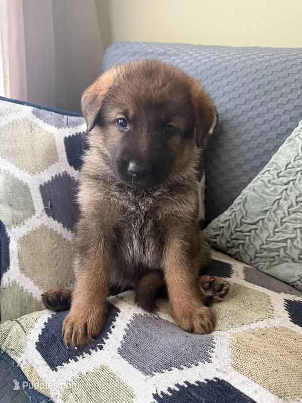 Gray – German Shepherd Dog puppy for sale in Doral, FL