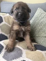 Dark Blue, a male German Shepherd Dog for sale in Doral, FL – Photo 2 of 3