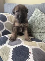 Dark Blue, a male German Shepherd Dog for sale in Doral, FL – Photo 3 of 3